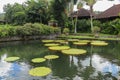 Selective focus of big lotus tray, big leaf. Many giant victoria flowers, huge lotus leaves blooming, victoria water lily floating Royalty Free Stock Photo