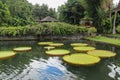 Selective focus of big lotus tray, big leaf. Many giant victoria flowers, huge lotus leaves blooming, victoria water lily floating Royalty Free Stock Photo