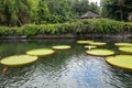 Selective focus of big lotus tray, big leaf. Many giant victoria flowers, huge lotus leaves blooming, victoria water lily floating Royalty Free Stock Photo