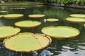 Selective focus of big lotus tray, big leaf. Many giant victoria flowers, huge lotus leaves blooming, victoria water lily floating Royalty Free Stock Photo