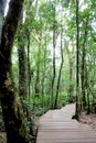 In selective focus  big trees along a wooden step into Doi Inthanon : A national park in Chaingmai Thailand Royalty Free Stock Photo