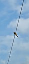 Selective focus on a bird sitting on vire