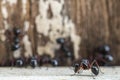 Selective focus black ants eating sugar on ground.Behavior of ants.Worker ants are there working. Royalty Free Stock Photo