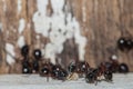 Selective focus black ants eating sugar on ground.Behavior of ants.Worker ants are there working. Royalty Free Stock Photo