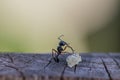 Selective focus black ants eating sugar on ground.Behavior of ants.Worker ants are there working. Royalty Free Stock Photo