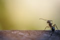 Selective focus black ants eating sugar on ground.Behavior of ants.Worker ants are there working. Royalty Free Stock Photo