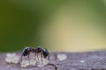 Selective focus black ants eating sugar on ground.Behavior of ants.Worker ants are there working. Royalty Free Stock Photo