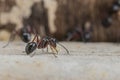 Selective focus black ants eating sugar on ground.Behavior of ants.Worker ants are there working. Royalty Free Stock Photo