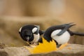 Selective focus of Black-billed Magpies Royalty Free Stock Photo