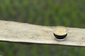 selective focus black coffee americano in a clear glass placed on a wooden balcony high angle nature background There is space for Royalty Free Stock Photo