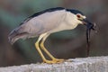 Selective focus of a black-crowned night heron holding worm with a beak, blurred background Royalty Free Stock Photo