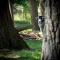 Selective focus of a black-headed sheep in a forest Royalty Free Stock Photo