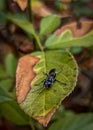 A selective focus on the black insect sitting on a leaf