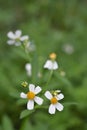 Selective focus of a Black-jack plants against a blurred background under sunlight Royalty Free Stock Photo