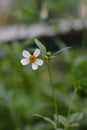 Selective focus of a Black-jack plants against a blurred background under sunlight Royalty Free Stock Photo