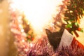 Selective focus of a black kitten sitting inside a santa hat during christmas Royalty Free Stock Photo