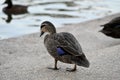 Selective focus of a black mallard walking on the lakeside with the lake in the background