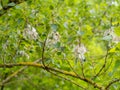 Selective focus of black poplar tree leafs and fluff Populus nigra with blurred background in springtime