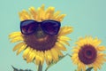 Selective focus on black sun glass, Sunflower and sunglasses on