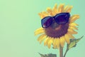 Selective focus on black sun glass, Sunflower and sunglasses on