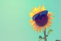 Selective focus on black sun glass, Sunflower and sunglasses on Royalty Free Stock Photo