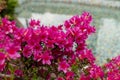 selective focus on blooming azaleas in spring