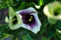 Selective focus of blooming calla flower.