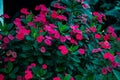 Selective focus of blooming Euphorbia Pink shrub