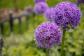 Selective focus of blooming purple flowers of giant onion