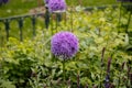 Selective focus of blooming purple flowers of giant onion