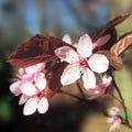 Selective focus of a blossming tree Royalty Free Stock Photo