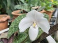 Blossom LadyÃ¢â¬â¢s Slipper, Paphiopedilum white orchid flower Royalty Free Stock Photo