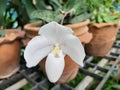 Selective focus on blossom LadyÃ¢â¬â¢s Slipper white orchid flower, blurred pot and garden background