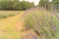 Shallow DOF vibrant blossom lavender at flower farm in Gainesville, Texas, USA Royalty Free Stock Photo