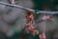 Selective focus of the blossomed flower on the tree