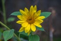 Selective focus of the blossomed sunflower