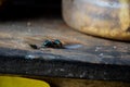 Blue bottle fly, calliphora vomitoria, orange bearded blue bottle fly eating milk and sugar on the table Royalty Free Stock Photo