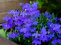 Selective focus of lobelia Lobelia erinus flowers with blurred background Royalty Free Stock Photo