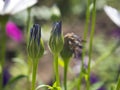 Selective focus of blue Osteospermum buds on a stem in a shady garden surrounded by green foliage