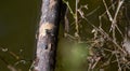 Selective focus of a blue-tailed damselfly on a twig on the water Royalty Free Stock Photo