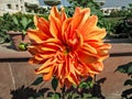 Selective focus, blur background, close up of bright orange Dahlia flower in park Royalty Free Stock Photo