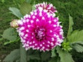 Close up image of white tipped pink Dahlia flower in park with green background