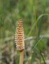 Close-up view of the fertile spore-bearing stems of the Field horsetail or common horsetail Equisetum arvense