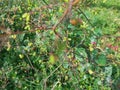 Selective Focus of Boerhavia Diffusa or Punarnava Plant with Lush Green Background