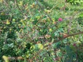 Selective Focus of Boerhavia Diffusa or Punarnava Plant with Lush Green Background