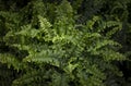 Selective focus on Boston fern, the beautiful green leaves with light and shadow on a dark background. Royalty Free Stock Photo