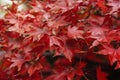 Selective focus of branches of Japaness red maple tree with rain drops in the morning, Red Autumn leaves with water drops after ra Royalty Free Stock Photo