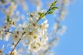 Selective focus of branches white Cherry blossoms on the tree under blue sky and sun. Beautiful Sakura flowers during spring Royalty Free Stock Photo