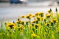 Selective focus. Bright spring dandelions blooming near the roadside. Green grass, yellow and white wildflowers. Copy space. Royalty Free Stock Photo