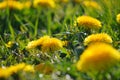 Selective focus. Bright spring dandelions blooming near the roadside. Green grass, yellow and white wildflowers. Copy space. Royalty Free Stock Photo